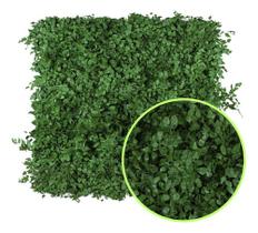 Jardim Vertical Preservado Avenca - Placa 50x50