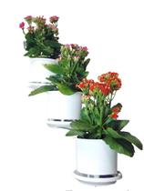 Jardim Vertical: Suporte de Parede Branco Para 3 Vasos Decoração Sofisticada e Prática!