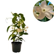 Jasmim de Madagascar Trepadeira Linda Elegante e Perfumada