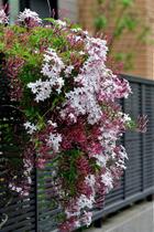 Jasmim dos Poetas - Jasminum polyanthum - Trepadeira Perene com Flores Brancas