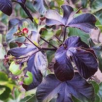 Jatropha gossypiifolia (Pinhão roxo) - Sementes Jatropha gossypiifolia (Pinhão roxo) - Sementes
