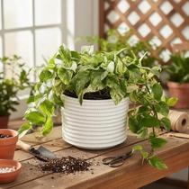 Jibóia Branca 'Marble Queen' (Epipremnum Aureum) - Planta de Folhagem Jibóia Branca 'Marble Queen' (Epipremnum Aureum) - Planta de Folhagem