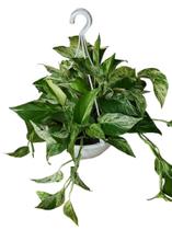 Jiboia branca White variegata exótica cuia 21 adulta - Quintal do bonsai Jiboia branca White variegata exótica cuia 21 adulta - Quintal do bonsai