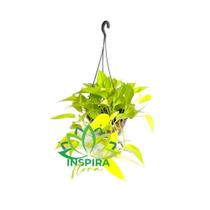Jiboia Limão Epipremnum Aureum Neon Pendente Jiboia Limão Epipremnum Aureum Neon Pendente