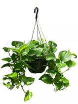 Jiboia manchada pendente vaso suspenso cuia 21