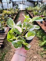 Jibóia N'Joy - Epipremnum Aureum N'Joy - Planta Decorativa