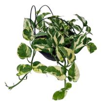 Jibóia Njoy Epipremnum Aureum Njoy Variegata Planta Na Cuia