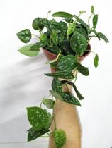 Jibóia Prateada - Scindapsus pictus Argyraeus - Planta Ornamental