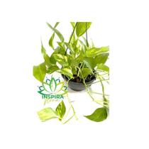 Jiboia Variegata Epipremnum Pinnatum Verde Pendente - Inspira Flora