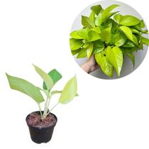 Jiboia Verde Neon Planta Natural Folhagem Exotica Trepadeira