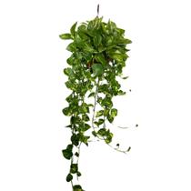 Jiboia Verde Variegata Planta Natural Cuia 21 Com 1m Grande - Inspira Flora