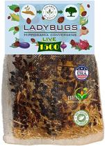 Joaninhas Clark&Co Organic 1500 insetos vivos para o jardim