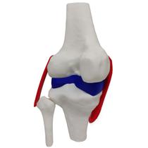 Joelho Anatômico Ligamentos Modelo 23cm Articulação Estudo Esqueleto Joelho Anatômico Ligamentos Modelo 23cm Articulação Estudo Esqueleto