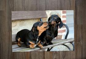 Jogo Americano, Dachshund