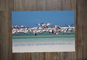 Jogo Americano, Flamingo Voando