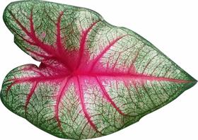 Jogo americano folha 3d