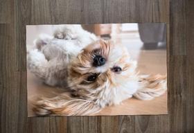 Jogo Americano, Lhasa Apso