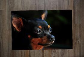 Jogo Americano, Pinscher