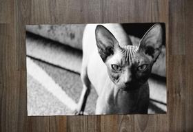 Jogo Americano, Sphynx Jogo Americano, Sphynx