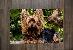 Jogo Americano, Yorkshire