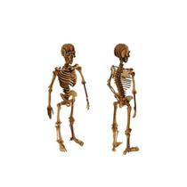 Jogo - Quebra-Cabeça 108 Peças 3d Esqueleto Humano 129 Aquarela - Do Autor