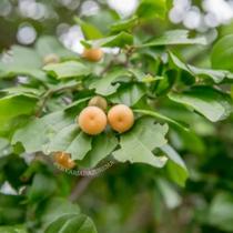 Juá CASCAS para Chás ou Banhos Juá CASCAS para Chás ou Banhos