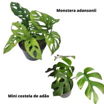 Kit 01 Mini Costela De Adão + 01 Monstera Adansonii planta Natural Kit 01 Mini Costela De Adão + 01 Monstera Adansonii planta Natural