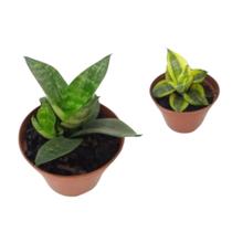 Kit 02 Mini Espada De São Jorge Sansevieria Planta Natural