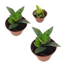 Kit 03 Mini Espada De São Jorge/santa Barbara Mudas Sortidas