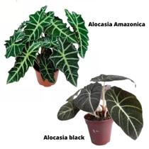 Kit 1 Alocasia Black + 1 Alocasia Amazonica Planta Natural - mundo verde