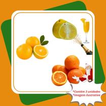 Kit 1 Champanhe 1 Lima 1 Natal Mudas Enxertadas