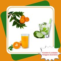 Kit 1 Muda de Uvaia 2 Laranja Bahia Enxertada 3 Limão Galego Enxertado