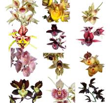 Kit 10 Catasetum - Sem Identificação