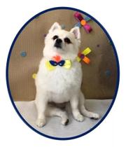 Kit 10 Gravatas Laço Pet Carnaval Bolinhas Cor Variados Coleira Kit 10 Gravatas Laço Pet Carnaval Bolinhas Cor Variados Coleira