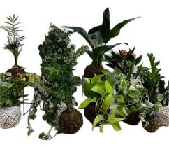 Kit 10 kokedamas variados flores folhagens+ suportes +brinde