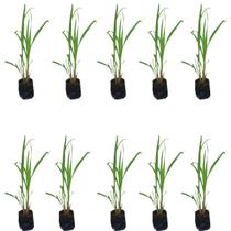 Kit 10 Mudas De Capim Santo Aroma Cítrico E Ação Calmante C/ Manual Kit 10 Mudas De Capim Santo Aroma Cítrico E Ação Calmante C/ Manual