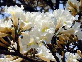 Kit 10 Mudas De Ipê - 2 Branco E 8 Amarelo