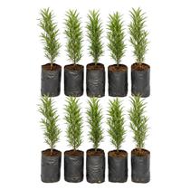 Kit 10 Mudas de Mini Podocarpo 10 a 15 cm Planta Ornamental Para Jardim e Vasos Kit 10 Mudas de Mini Podocarpo 10 a 15 cm Planta Ornamental Para Jardim e Vasos