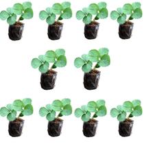 Kit 10 Mudas De Morango Planta Frutífera Para Horta E Jardim