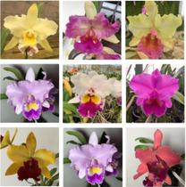 KIT 10 Mudas de Orquídeas Cattleya Identificada - Jardim com Flores