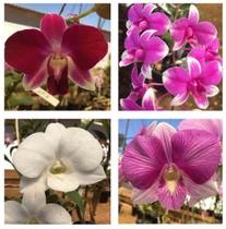 Kit 10 mudas de orquídeas DENPHALS - Jardim com Flores