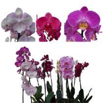 Kit 10 Orquideas Phalaenopsis Com Flor Mista Natural Planta
