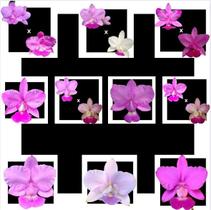 Kit 10 Orquideas Walkerianas Variadas Cod 10 - Selecionadas Kit 10 Orquideas Walkerianas Variadas Cod 10 - Selecionadas