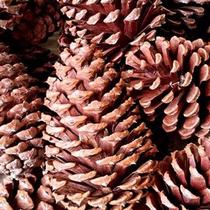 Kit 10 Pinha Natural P/ Diy Decoração Enfeite Natal Roedores