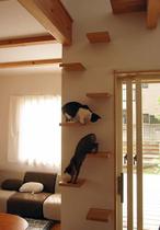 Kit 10 Prateleiras tipo escadas para gatos gatil playground em madeira pinus de parede