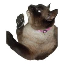 Kit, 10 unidades coleira para gatos com guizo