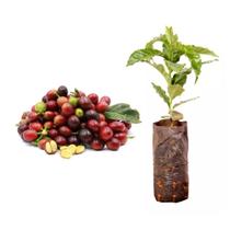 Kit 100 Mudas de Cafe Arabica 20 a 40cm AMK - Plantas Online