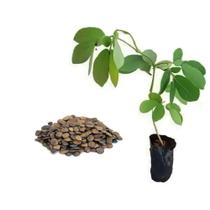 Kit 100 Mudas de Sansão do Campo 20 a 40cm Plantas Online