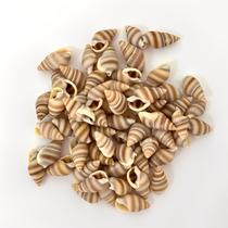 Kit 100 Peças Mini Concha Espiral Listado Com Furo Mar Praia Para Artesanato