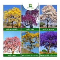 Kit 130 Sementes 6 Cores De Ipês Jacarandá